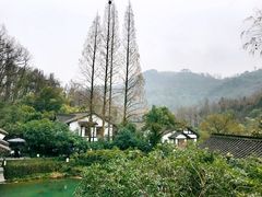-嘉龙茶庄