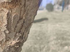 -洨河生态公园