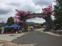 -天适樱花悠乐园