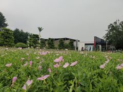 -石家庄市植物园