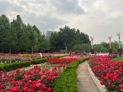 -大望京公园