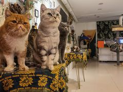 -平行世界·猫咖(首经贸店)