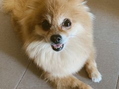 -中农国际动物医院24小时·猫科·骨科·急重症中心
