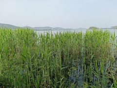 -长广溪湿地公园