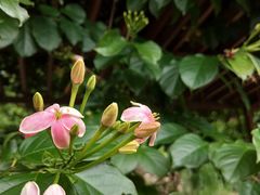 -火炉山森林公园