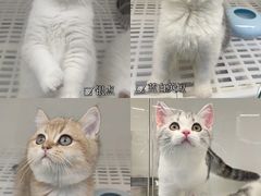 -lincat·猫舍(广州店)