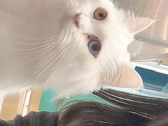-飞行喵MR PILOT|猫舍·猫咖(静安大融城店)