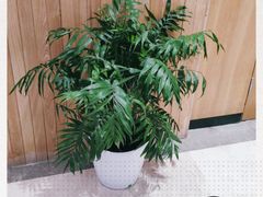 -南京眼步行桥