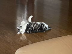 -关爱动物医院·心脏·中兽医·异宠(金牛路分院)