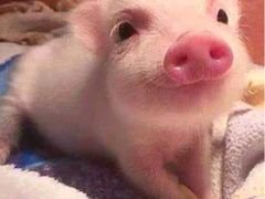 -佳客来牛排火锅自助(正义坊店)