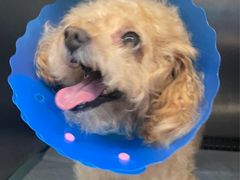 -伟伟宠物医院·CT影像中心·瑞派犬猫综合性门诊(汉口总院)