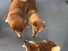 -柴源莊·柴小宠柴犬咖啡
