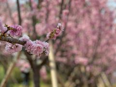 -天适樱花悠乐园
