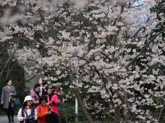 -樱桃山旅游景区