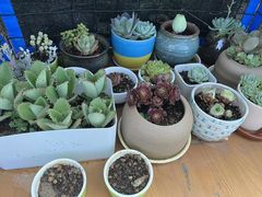 -曼乐辰餐厅(中庚漫游城店)