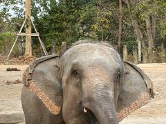 -清迈夜间动物园