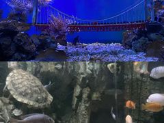 -太平洋海底世界