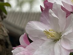 -海棠花溪(元大都城垣遗址公园)