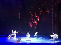 -珠海横琴长隆《卡卡虎奇遇记》