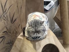 -楼上猫咖(罗湖店)