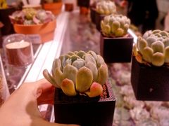 -KKV(深圳宏发大仟里店)