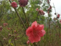 -桃花涧