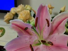 -三圣花乡旅游区