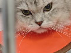 -瑞派康怡24h宠物医院·犬猫医疗中心·微创绝育(瑞景分院)