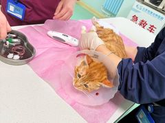 -北京观赏动物医院·24小时大型综合·猫专科·异宠专科