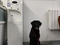-达爱动物医院·犬猫分区·CT·复杂眼科(远洋山水分院)