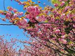 -高东镇樱花园