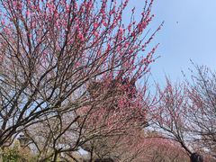 -杭州半山国家森林公园