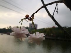 -观澜山水田园