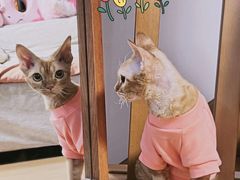 -猫十亿·布偶金渐层·曼基康矮脚猫舍(青年路店)