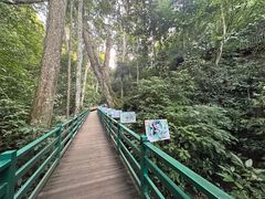 -西双版纳原始森林公园
