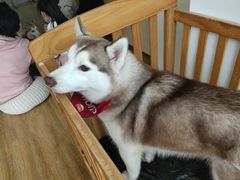 -Husky Go! 哈士奇体验馆·宠物咖啡厅狗咖