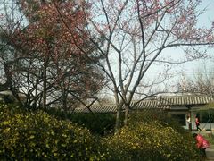 -西安青龙寺遗址景区
