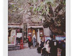 -古树酸奶(八廓南街店)