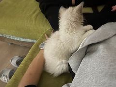 -pd派德宠物中心医院24H急重症·眼科中心·血液透析中心(嵩山北路店)