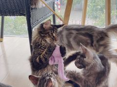 -十年猫舍·猫咪专门店(普陀店)