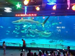 -烟台海昌鲸鲨海洋公园