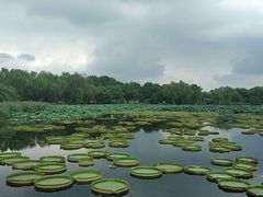 -荷塘月色湿地公园·向阳花洲