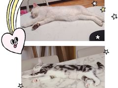 -猫大福·Fortune Cat猫舍(百子湾店)