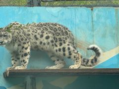 -青藏高原野生动物园