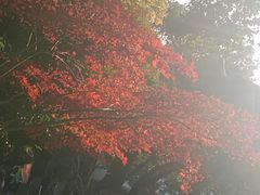 -杭州半山国家森林公园