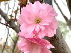 -长白岛森林公园