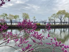 -无锡蠡湖国家湿地公园-蠡园