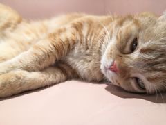 -猫儿山۰猫主题餐厅