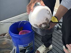 -小猫钓鱼海钓俱乐部(椰梦长廊店)