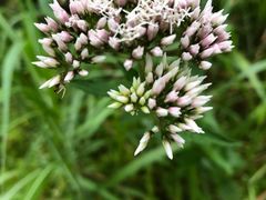 -商洛老君山旅游风景区